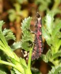 Lampyris sardiniae